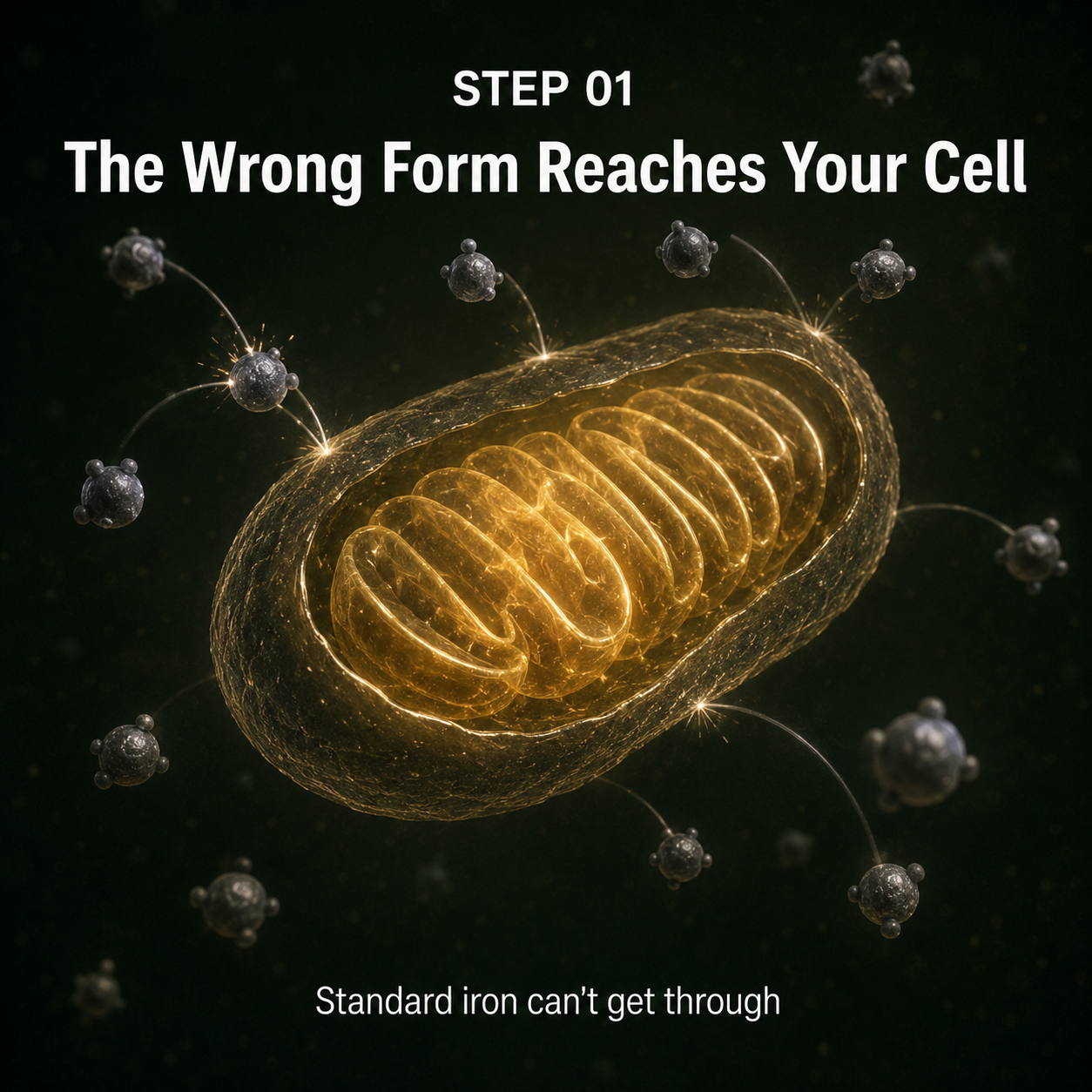 Bariatric Multivitamin — Post-Op Capsules how it works step 1