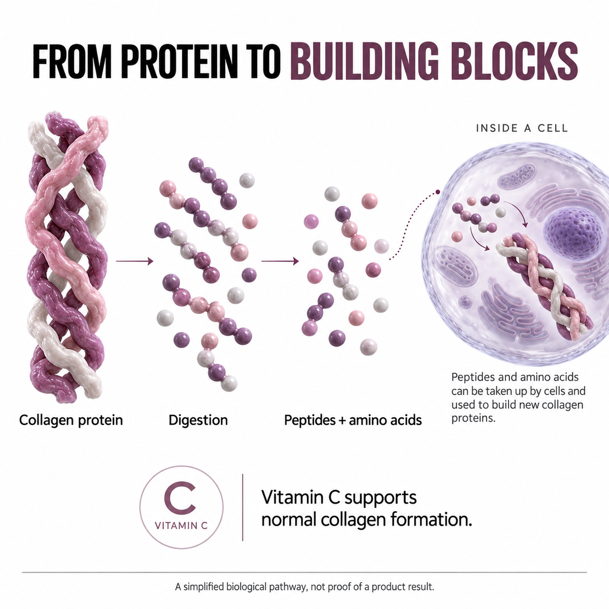 Collagen Science 02 — TryCure