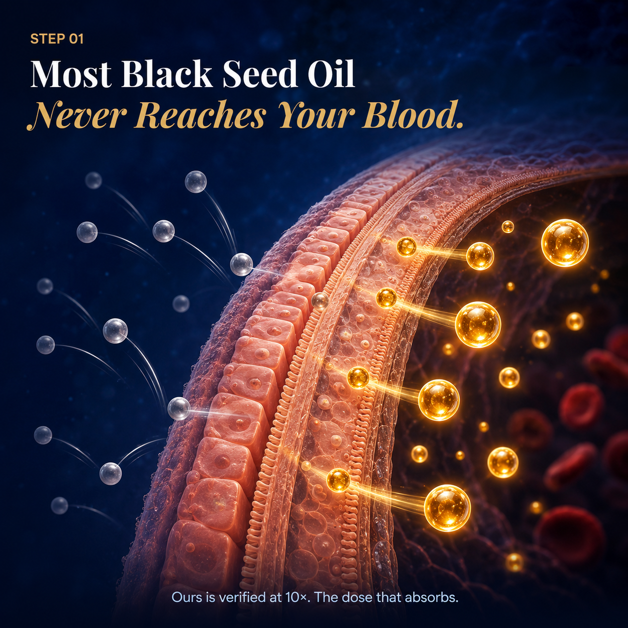 Standardized Black Seed Oil how it works step 1